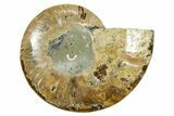 Cut & Polished Ammonite Fossil (Half) - Madagascar #369595-1